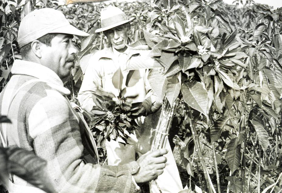 Ecke Ranch workers field cutting poinsettias. Prior to the 1960's, Poinsettia sales consisted primarily of cut flowers.